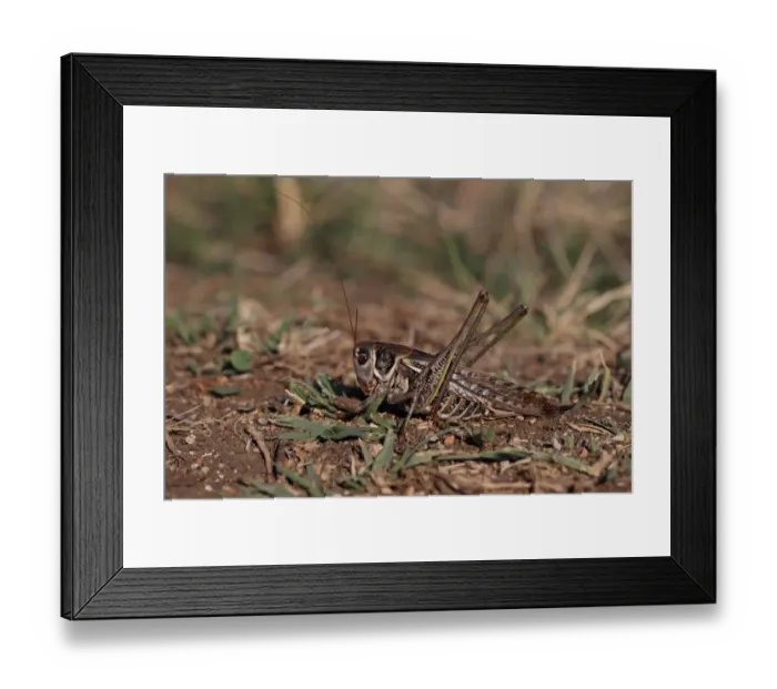 Framed Print : White-faced Bush-cricket (Decticus albifrons) adult female, resting on ground, Bulgaria, September Framed Print : White-faced Bush-cricket (Decticus albifrons) adult female, resting on ground, Bulgaria, September