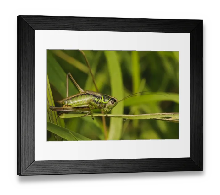 Framed Print : Roesels Bush-cricket (Metrioptera roeselii) adult female, clambering through grass, West Canvey Marshes RSPB Reserve Framed Print : Roesels Bush-cricket (Metrioptera roeselii) adult female, clambering through grass, West Canvey Marshes RSPB Reserve