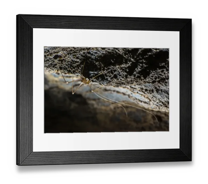 Framed Print : Cave Cricket (Dolichopoda ligustica) adult, on wall of cave, Italy, January Framed Print : Cave Cricket (Dolichopoda ligustica) adult, on wall of cave, Italy, January