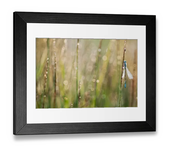 Framed Print : Common Blue Damselfly (Enallagma cyathigerum) adult male, covered in dew, clinging to stem at dawn