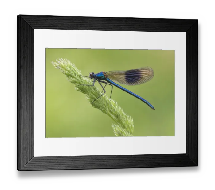 Framed Print : Banded Demoiselle (Calopteryx splendens) adult male, resting on grass flowerhead, Leicestershire, England, May Framed Print : Banded Demoiselle (Calopteryx splendens) adult male, resting on grass flowerhead, Leicestershire, England, May