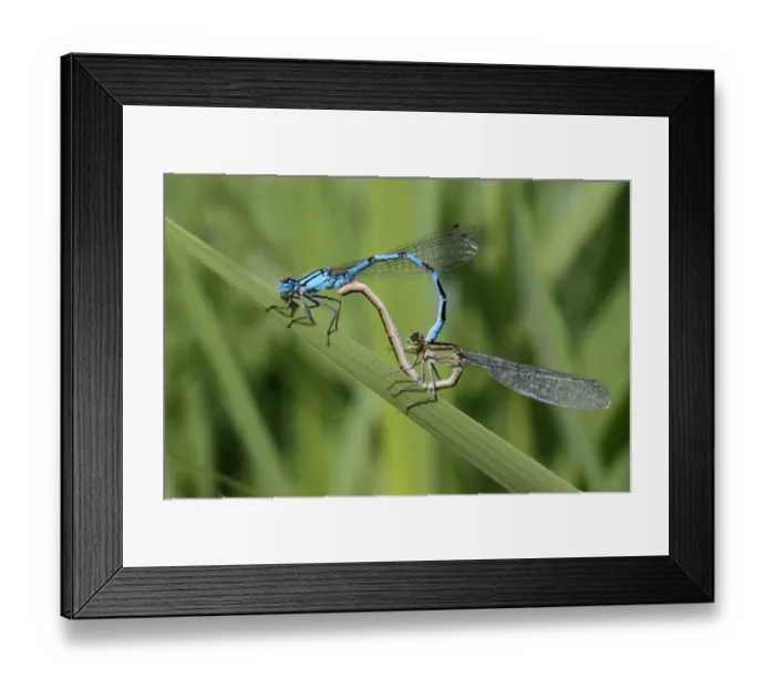 Framed Print : Common Blue Damselfly Enallagma cyathigerum adult pair, mating in wheel position on reed leaf Framed Print : Common Blue Damselfly Enallagma cyathigerum adult pair, mating in wheel position on reed leaf