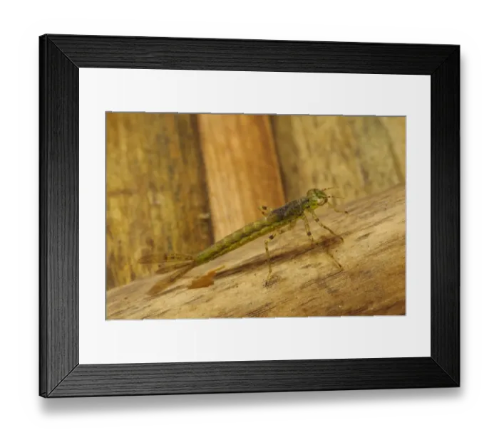 Framed Print : Azure Damselfly (Coenagrion puella) nymph, clinging to submerged reed, Rainham Marshes RSPB Reserve, Thames Estuary Framed Print : Azure Damselfly (Coenagrion puella) nymph, clinging to submerged reed, Rainham Marshes RSPB Reserve, Thames Estuary
