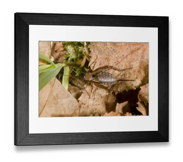 Framed Print : Wood Cricket (Nemobius sylvestris) adult female, amongst leaf litter, New Forest, Hampshire, England, September