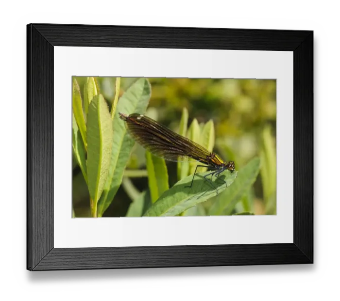 Framed Print : Beautiful Demoiselle (Calopteryx virgo) adult female, resting on leaf, Crockford Stream, Crockford Bridge, New Forest Framed Print : Beautiful Demoiselle (Calopteryx virgo) adult female, resting on leaf, Crockford Stream, Crockford Bridge, New Forest