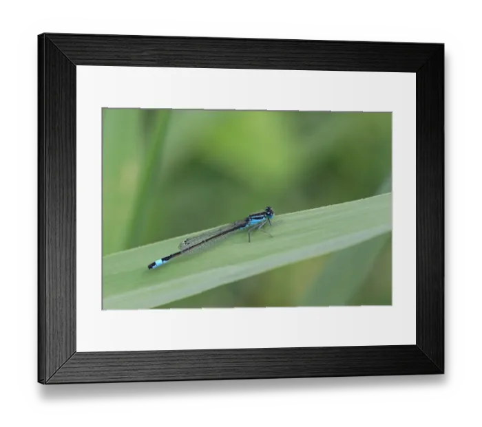 Framed Print : Blue-tailed Damselfly (Ischnura elegans) adult male, resting on leaf, Strumpshaw Fen RSPB Reserve, River Yare Framed Print : Blue-tailed Damselfly (Ischnura elegans) adult male, resting on leaf, Strumpshaw Fen RSPB Reserve, River Yare