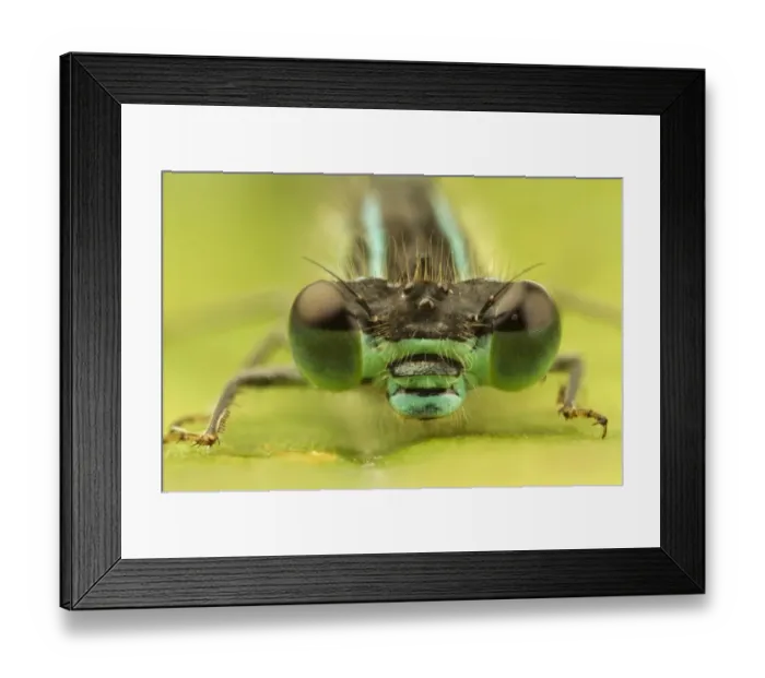 Framed Print : Blue-tailed Damselfly (Ischnura elegans) adult, close-up of head, Leicestershire, England, August Framed Print : Blue-tailed Damselfly (Ischnura elegans) adult, close-up of head, Leicestershire, England, August