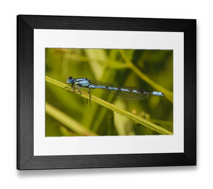 Framed Print : Common Blue Damselfly (Enallagma cyathigerum) adult male, resting on stem, College Lake Nature Reserve, Hertfordshire Framed Print : Common Blue Damselfly (Enallagma cyathigerum) adult male, resting on stem, College Lake Nature Reserve, Hertfordshire