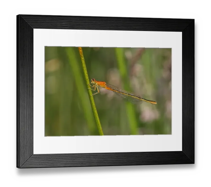 Framed Print : Scarce Blue-tailed Damselfly (Ischnura pumilio) immature female, freshly emerged, resting on stem, Norfolk, England Framed Print : Scarce Blue-tailed Damselfly (Ischnura pumilio) immature female, freshly emerged, resting on stem, Norfolk, England