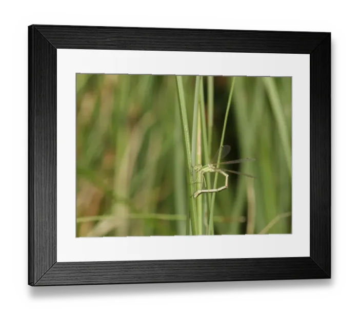 Framed Print : Southern Emerald Damselfly (Lestes barbarus) adult female, laying eggs on leaf Framed Print : Southern Emerald Damselfly (Lestes barbarus) adult female, laying eggs on leaf
