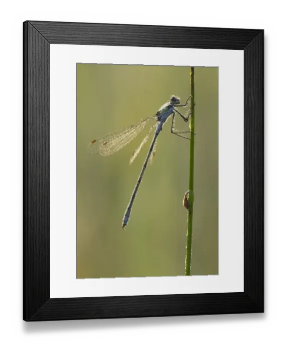 Framed Print : Emerald Damselfly (Lestes sponsa) adult male, covered in dew, resting on stem in early morning, Leicestershire Framed Print : Emerald Damselfly (Lestes sponsa) adult male, covered in dew, resting on stem in early morning, Leicestershire