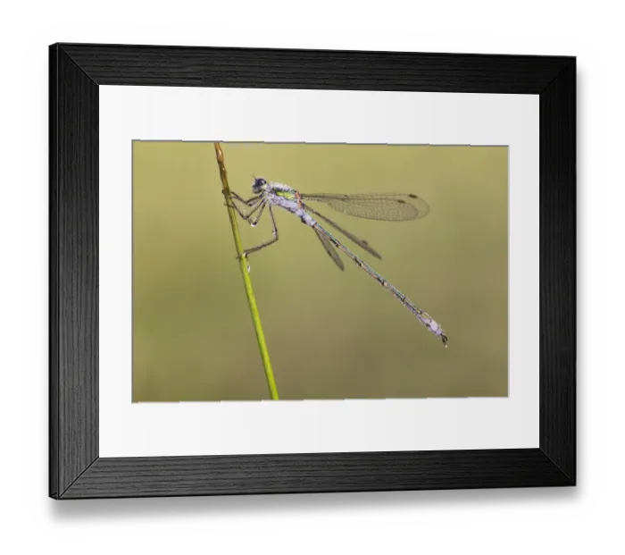 Framed Print : Emerald Damselfly (Lestes sponsa) adult male, covered in dew, resting on stem in early morning, Leicestershire