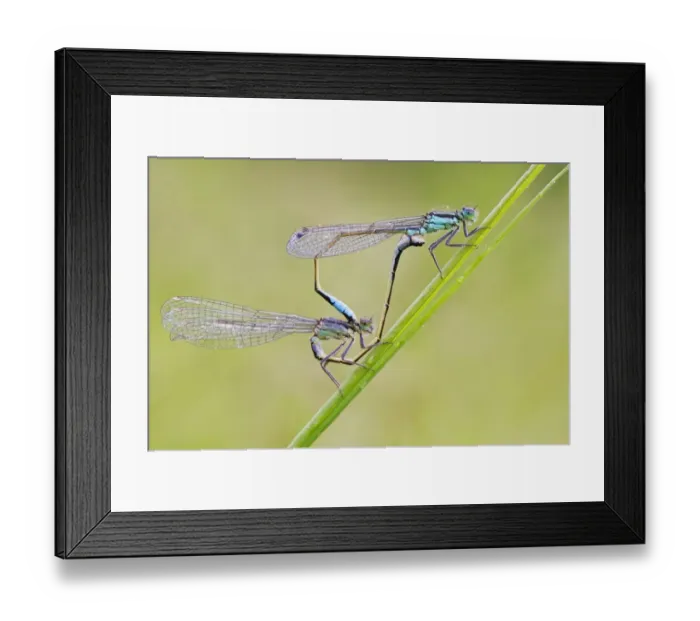 Framed Print : Blue-tailed Damselfly (Ischnura elegans) adult pair, mating in wheel position, Leicestershire, England, July
