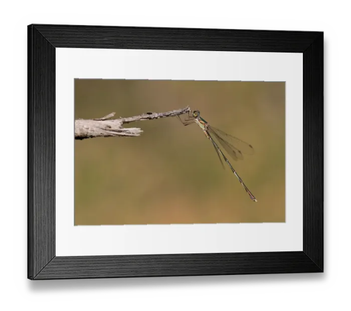 Framed Print : Eastern Willow Spreadwing (Chalcolestes parvidens) adult, resting on twig, Bulgaria, September Framed Print : Eastern Willow Spreadwing (Chalcolestes parvidens) adult, resting on twig, Bulgaria, September