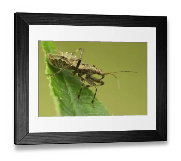 Framed Print : Ant Damsel Bug (Himacerus mirmicoides) adult, resting on leaf, Leicestershire, England, August Framed Print : Ant Damsel Bug (Himacerus mirmicoides) adult, resting on leaf, Leicestershire, England, August