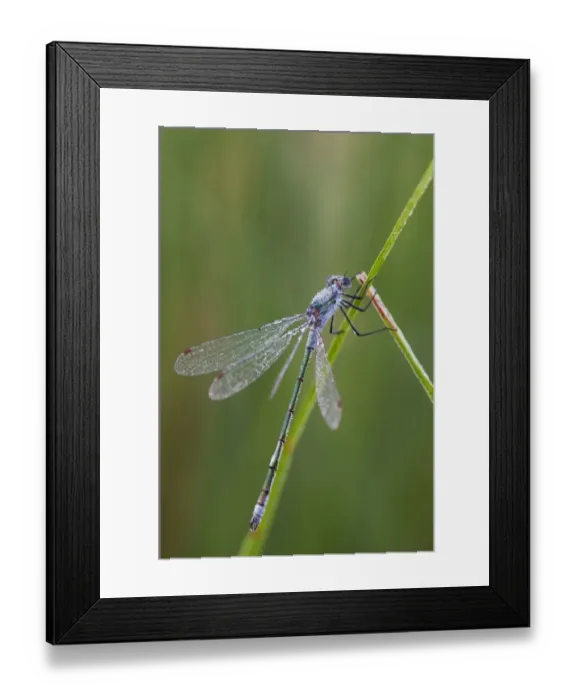 Framed Print : Emerald Damselfly (Lestes sponsa) adult, covered in dew, clinging to reed at dawn, Elmley Marshes N. N. R Framed Print : Emerald Damselfly (Lestes sponsa) adult, covered in dew, clinging to reed at dawn, Elmley Marshes N. N. R