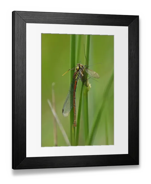 Framed Print : Large Red Damselfly (Pyrrhosoma nymphula) adult, feeding on cranefly prey, Norfolk, England, June Framed Print : Large Red Damselfly (Pyrrhosoma nymphula) adult, feeding on cranefly prey, Norfolk, England, June