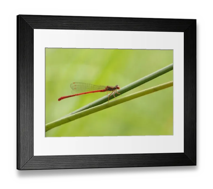 Framed Print : Small Red Damselfly (Ceriagrion tenellum) adult male, resting on stems, Blue Pool, Isle of Purbeck, Dorset, England