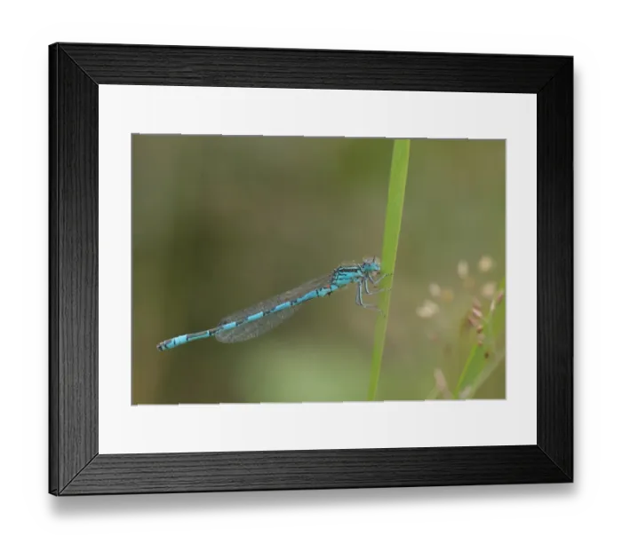 Framed Print : Southern Damselfly (Coenagrion mercuriale) adult male, resting on leaf, Corfe Common, Dorset, England, July Framed Print : Southern Damselfly (Coenagrion mercuriale) adult male, resting on leaf, Corfe Common, Dorset, England, July