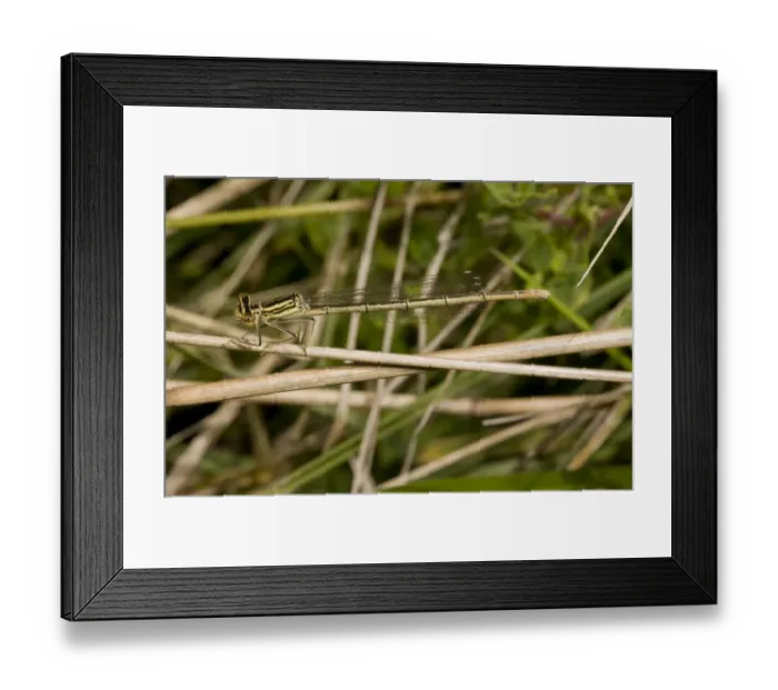 Framed Print : Common Winter Damselfly (Sympecma fusca) adult female, resting on grass stem, Brenne, France, August Framed Print : Common Winter Damselfly (Sympecma fusca) adult female, resting on grass stem, Brenne, France, August