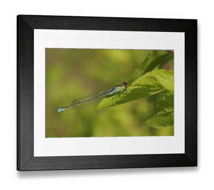 Framed Print : Small Red-eyed Damselfly (Erythromma viridulum) adult male, resting on leaf, Sutcliffe Park Framed Print : Small Red-eyed Damselfly (Erythromma viridulum) adult male, resting on leaf, Sutcliffe Park