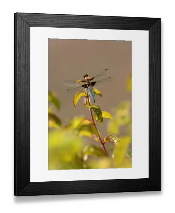 Framed Print : Broad-bodied Chaser (Libellula depressa) adult male, resting on Water Mint (Mentha aquatica), Oxfordshire, England Framed Print : Broad-bodied Chaser (Libellula depressa) adult male, resting on Water Mint (Mentha aquatica), Oxfordshire, England