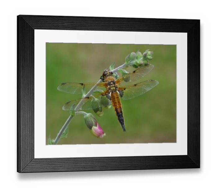 Framed Print : Four-spotted Chaser (Libellula quadrimaculata) adult, resting on Foxglove (Digitalis purpurea) flowerspike in garden Framed Print : Four-spotted Chaser (Libellula quadrimaculata) adult, resting on Foxglove (Digitalis purpurea) flowerspike in garden