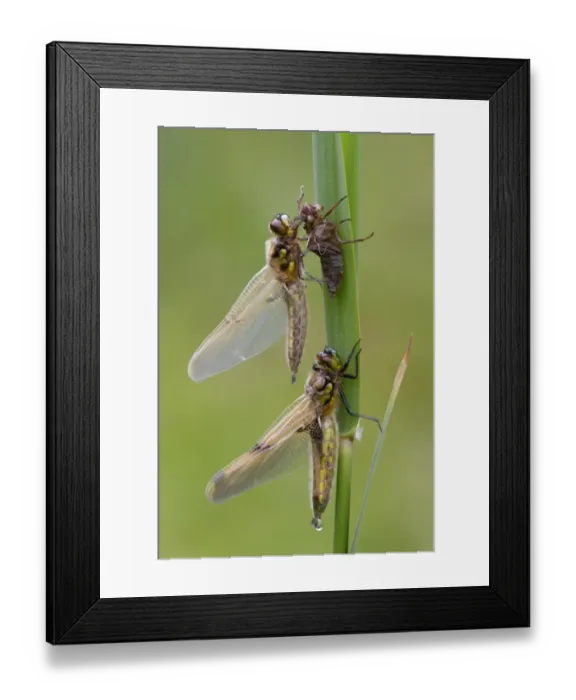 Framed Print : Four-spotted Chaser (Libellula quadrimaculata) two adults, newly emerged, one exuding drop of meconium from abdomen Framed Print : Four-spotted Chaser (Libellula quadrimaculata) two adults, newly emerged, one exuding drop of meconium from abdomen
