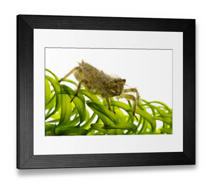 Framed Print : Broad-bodied Chaser (Libellula depressa) nymph, clambering over pondweed, Wat Tyler Country Park, Essex, England