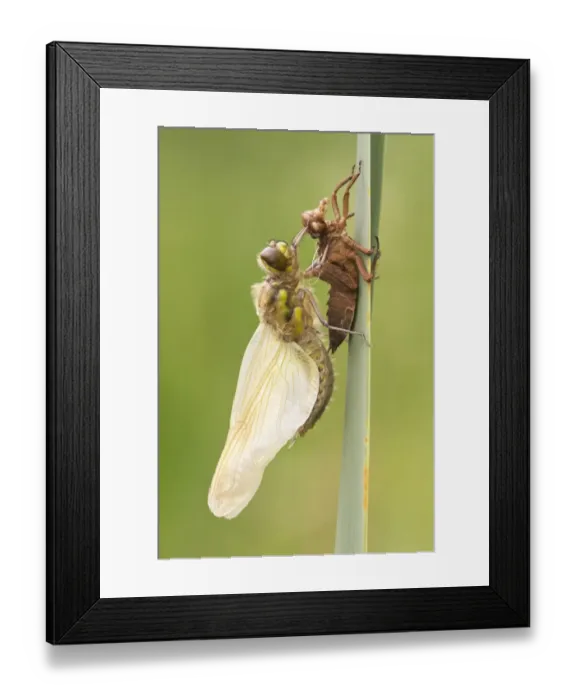 Framed Print : Four-spotted Chaser (Libellula quadrimaculata) adult, newly emerged, resting beside exuvia on reed leaf Framed Print : Four-spotted Chaser (Libellula quadrimaculata) adult, newly emerged, resting beside exuvia on reed leaf