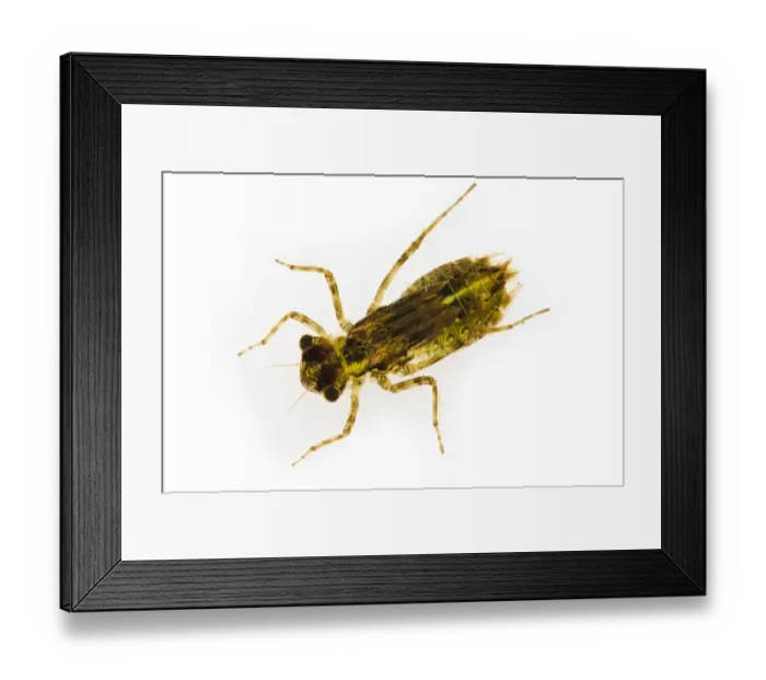 Framed Print : Common Darter (Sympetrum striolatum) nymph, Wat Tyler Country Park, Essex, England Framed Print : Common Darter (Sympetrum striolatum) nymph, Wat Tyler Country Park, Essex, England