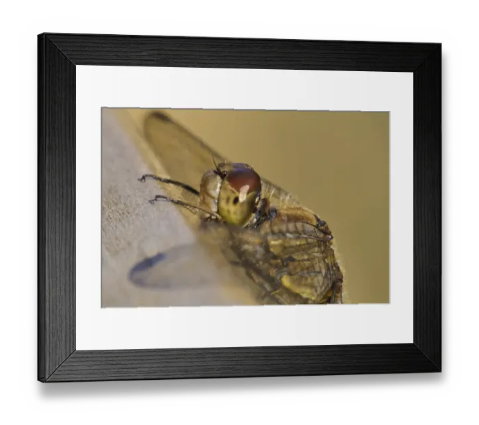 Framed Print : Common Darter (Sympetrum striolatum) adult, close-up of head, basking on boardwalk, Crossness Nature Reserve, Bexley Framed Print : Common Darter (Sympetrum striolatum) adult, close-up of head, basking on boardwalk, Crossness Nature Reserve, Bexley