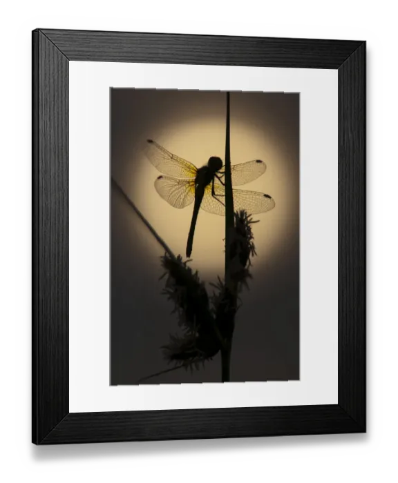 Framed Print : Common Darter (Sympetrum striolatum) adult, cliniging to Sea Club-rush (Bolboschoenus maritimus) Framed Print : Common Darter (Sympetrum striolatum) adult, cliniging to Sea Club-rush (Bolboschoenus maritimus)