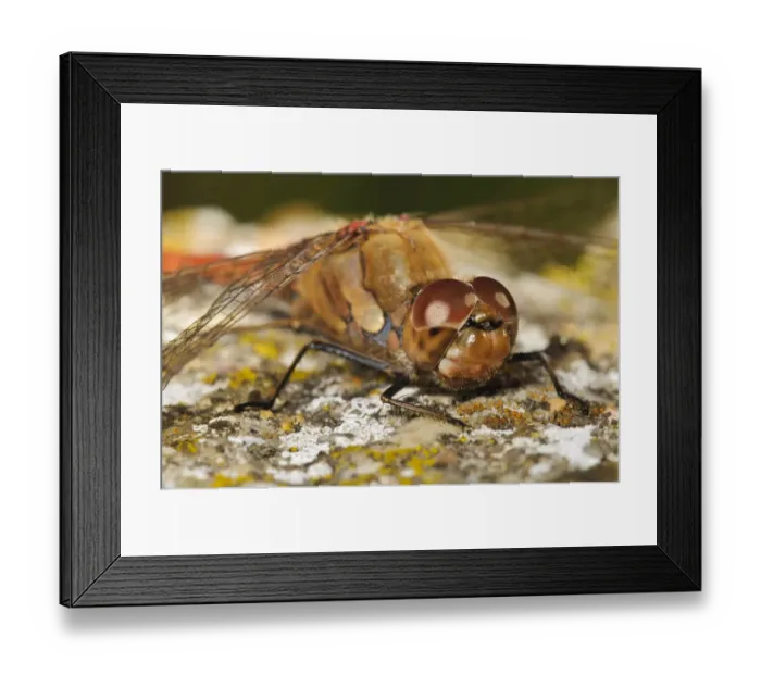 Framed Print : Common Darter (Sympetrum striolatum) adult, basking on lichen covered rock, Capel Fleet, Isle of Sheppey, Kent Framed Print : Common Darter (Sympetrum striolatum) adult, basking on lichen covered rock, Capel Fleet, Isle of Sheppey, Kent