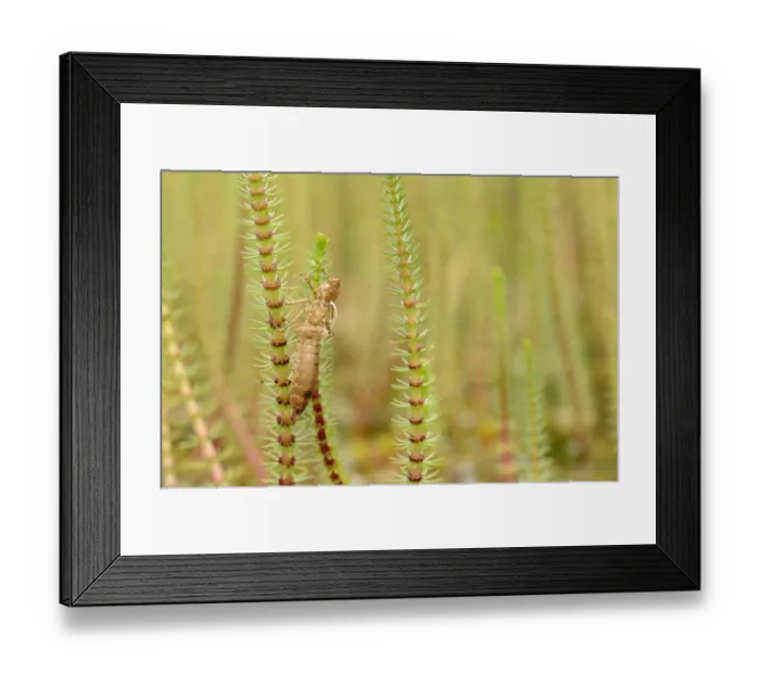 Framed Print : Emperor Dragonfly (Anax imperator) empty larval exuvia, on Common Marestail (Hippuris vulgaris), Oxfordshire, England Framed Print : Emperor Dragonfly (Anax imperator) empty larval exuvia, on Common Marestail (Hippuris vulgaris), Oxfordshire, England