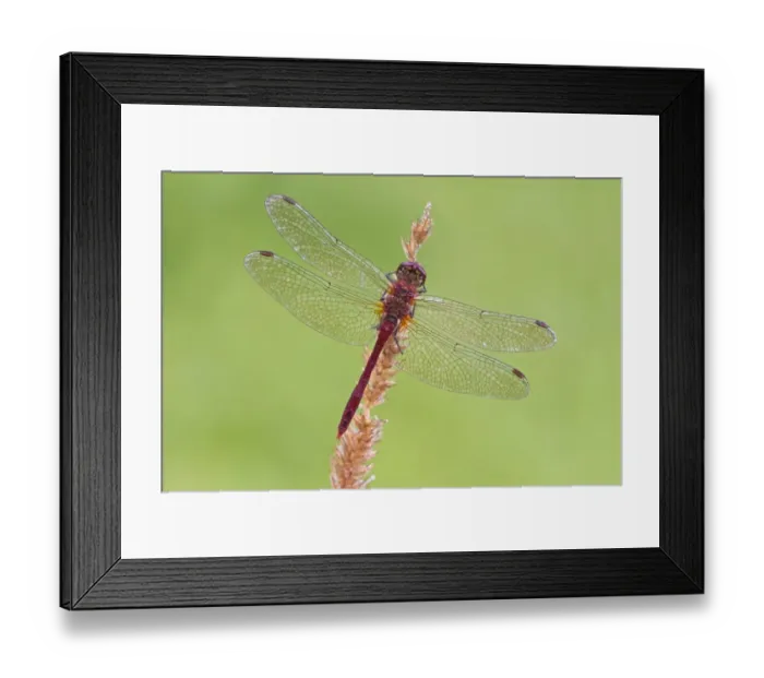 Framed Print : Ruddy Darter (Sympetrum sanguineum) adult male, resting on grass seedhead, Leicestershire, England, September