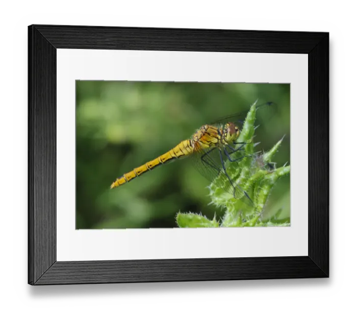 Framed Print : Ruddy Darter (Sympetrum sanguineum) adult female, resting on thistle, Elmley Marshes N. N. R Framed Print : Ruddy Darter (Sympetrum sanguineum) adult female, resting on thistle, Elmley Marshes N. N. R