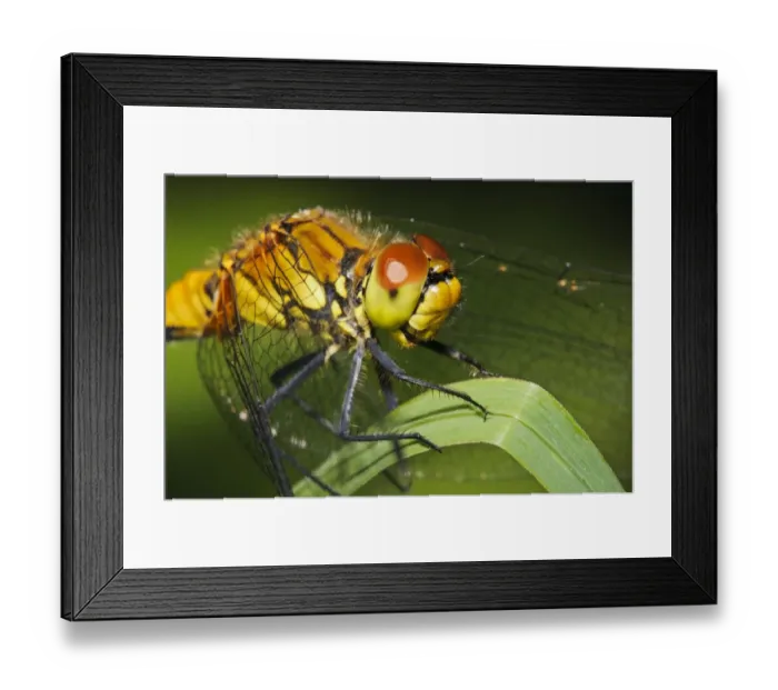 Framed Print : Ruddy Darter (Sympetrum sanguineum) adult female, close-up of head and thorax, resting on reed leaf Framed Print : Ruddy Darter (Sympetrum sanguineum) adult female, close-up of head and thorax, resting on reed leaf