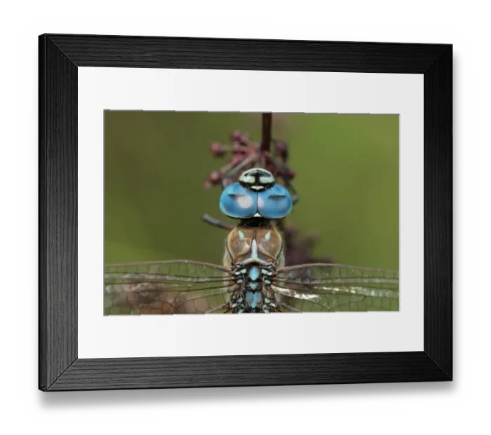 Framed Print : Southern Migrant Hawker (Aeshna affinis) adult male, close-up of head, formerly an extreme vagrant to Britain Framed Print : Southern Migrant Hawker (Aeshna affinis) adult male, close-up of head, formerly an extreme vagrant to Britain