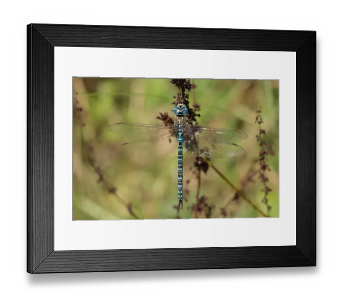 Framed Print : Southern Migrant Hawker (Aeshna affinis) adult male, resting, formerly an extreme vagrant to Britain Framed Print : Southern Migrant Hawker (Aeshna affinis) adult male, resting, formerly an extreme vagrant to Britain