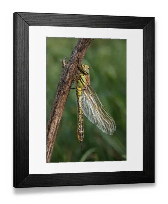 Framed Print : Hairy Dragonfly (Brachytron pratense) freshly emerged adult female, resting on twig, Dungeness, Kent, England, April Framed Print : Hairy Dragonfly (Brachytron pratense) freshly emerged adult female, resting on twig, Dungeness, Kent, England, April
