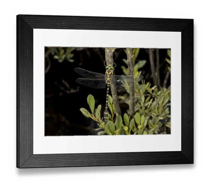 Framed Print : Gold-ringed Dragonfly (Cordulegaster boltonii) adult male, resting on twig beside stream, New Forest, Hampshire Framed Print : Gold-ringed Dragonfly (Cordulegaster boltonii) adult male, resting on twig beside stream, New Forest, Hampshire