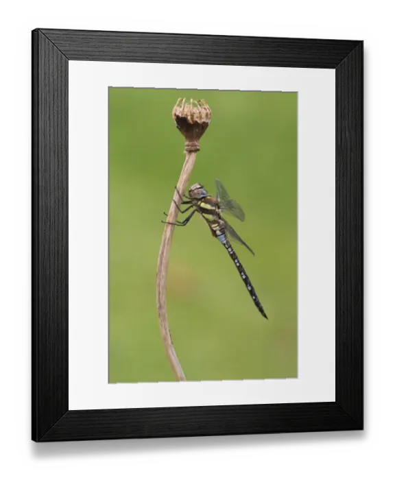 Framed Print : Migrant Hawker (Aeshna mixta) adult male, resting on poppy stem, Leicestershire, England, September Framed Print : Migrant Hawker (Aeshna mixta) adult male, resting on poppy stem, Leicestershire, England, September