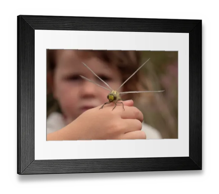 Framed Print : Southern Hawker (Aeshna cyanea) freshly emerged adult, resting on hand of child, Arne RSPB Reserve, Dorset, England Framed Print : Southern Hawker (Aeshna cyanea) freshly emerged adult, resting on hand of child, Arne RSPB Reserve, Dorset, England