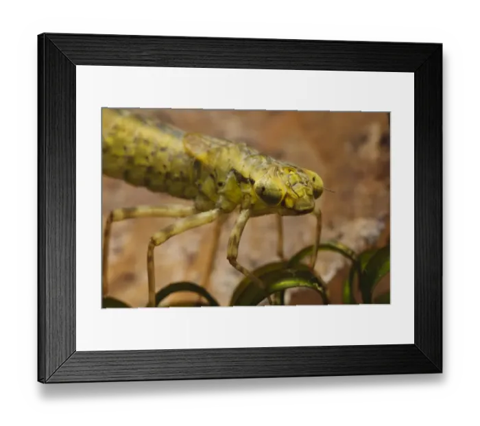 Framed Print : Southern Hawker (Aeshna cyanea) nymph, close-up of head, clinging to pondweed, Wat Tyler Country Park, Essex, England Framed Print : Southern Hawker (Aeshna cyanea) nymph, close-up of head, clinging to pondweed, Wat Tyler Country Park, Essex, England
