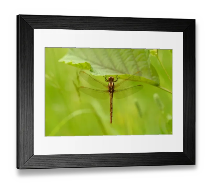 Framed Print : Keeled Skimmer (Orthetrum coerulescens) adult female, resting on leaf, Oxfordshire, England, June Framed Print : Keeled Skimmer (Orthetrum coerulescens) adult female, resting on leaf, Oxfordshire, England, June