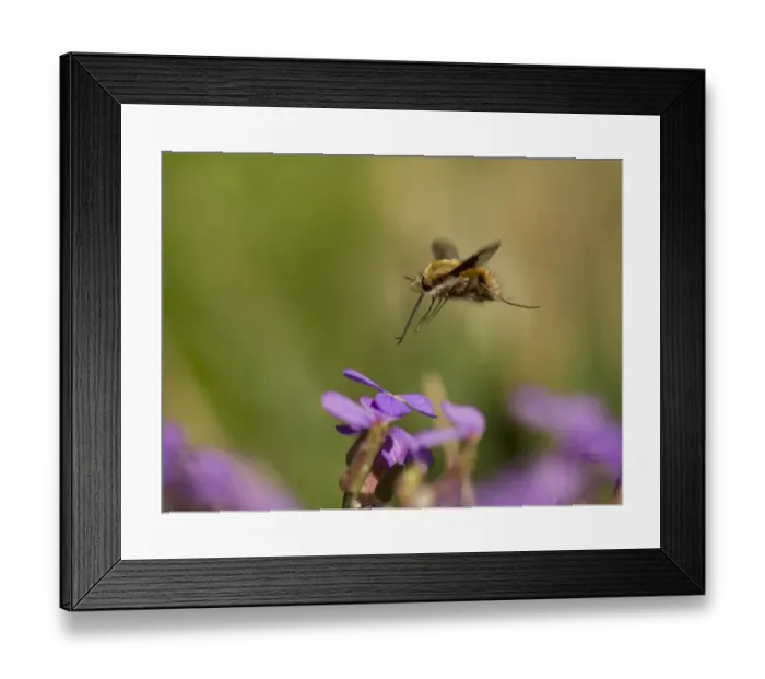 Framed Print : Common Bee-fly (Bombylius major) adult, in flight, feeding on aubretia flower, Sheffield, South Yorkshire, England, May Framed Print : Common Bee-fly (Bombylius major) adult, in flight, feeding on aubretia flower, Sheffield, South Yorkshire, England, May