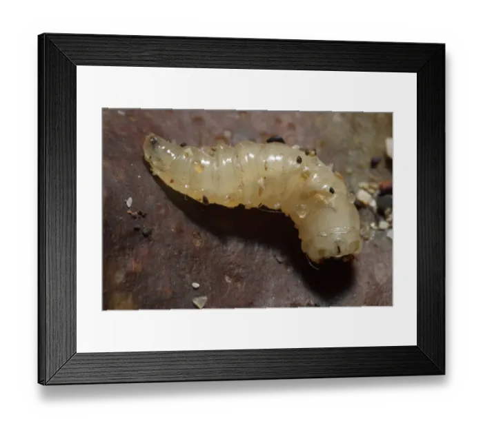 Framed Print : Seaweed Fly (Coelopidae sp. ) maggot, amongst strandline debris, Kimmeridge, Isle of Purbeck, Dorset, England, October