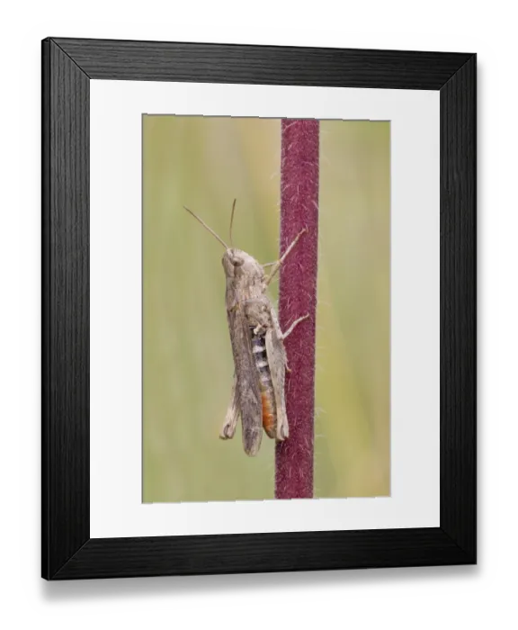 Framed Print : Common Green Grasshopper (Omocestus viridulus) adult, resting on stem, Berwickshire, Scottish Borders, Scotland, August Framed Print : Common Green Grasshopper (Omocestus viridulus) adult, resting on stem, Berwickshire, Scottish Borders, Scotland, August