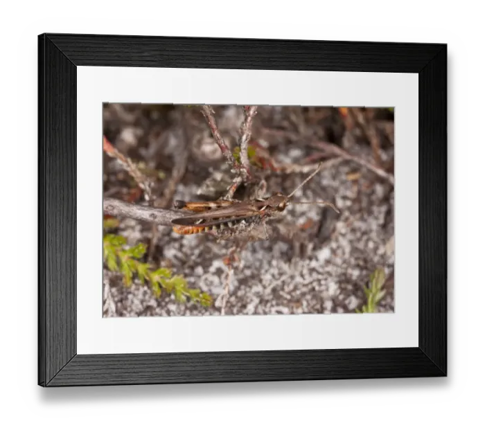 Framed Print : Mottled Grasshopper (Myrmeleotettix maculatus) adult male, resting on twig in sandy heathland, Dorset, England, July Framed Print : Mottled Grasshopper (Myrmeleotettix maculatus) adult male, resting on twig in sandy heathland, Dorset, England, July